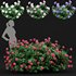 Bigleaf Hydrangeas flower Garden Gate - Thumbnail 1