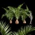 Bottle Palm Tree Hyophorbe lagenicaulis - Thumbnail 1