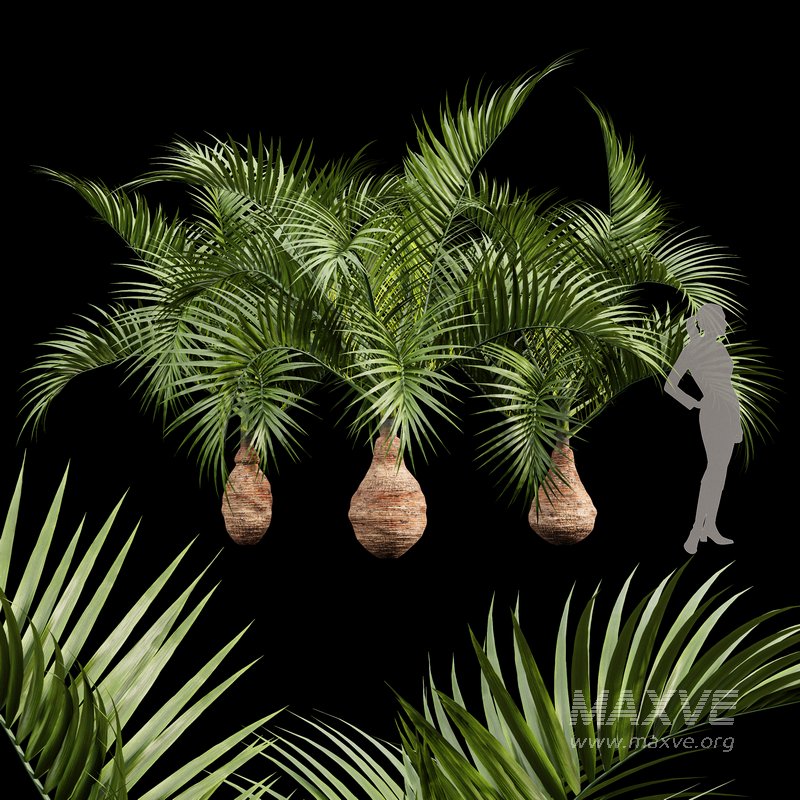 Bottle Palm Tree Hyophorbe lagenicaulis - Image 1