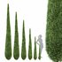 Caragh Nurseries Cupressus sempervirens pyramidalis Italian Cypress Pencil Cypress - Thumbnail 1