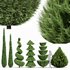 Beloved Italian Cypress and Italian Pencil Cypress and Juniperus chinensis Spartan Taylor-6 trees - Thumbnail 1