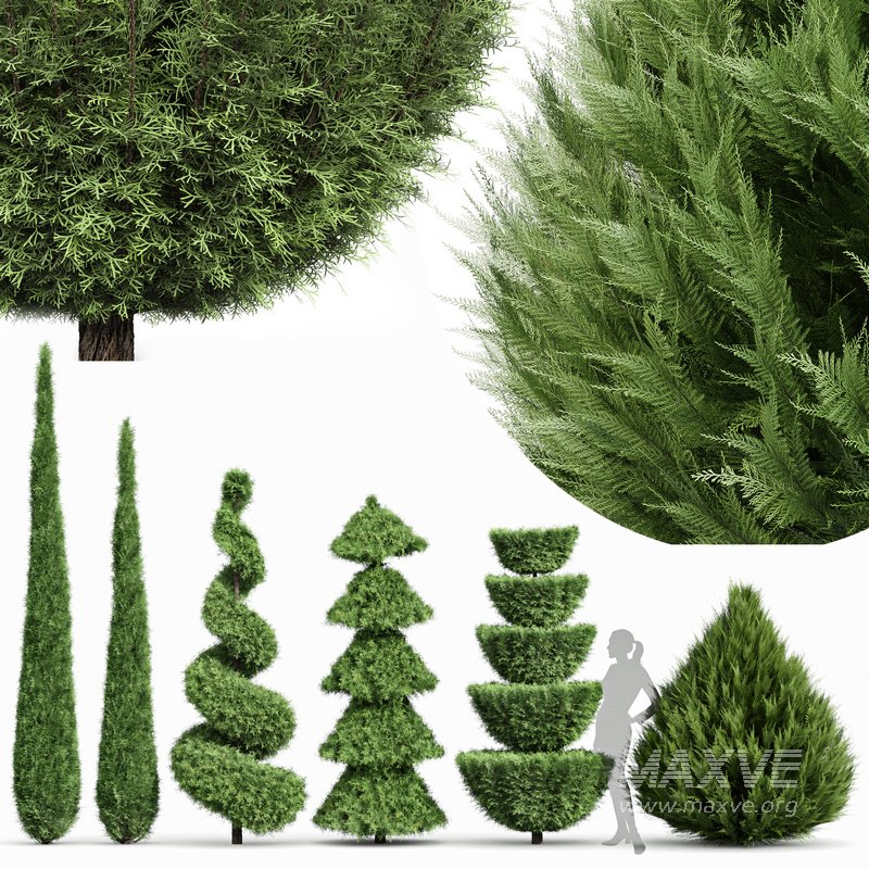 Beloved Italian Cypress and Italian Pencil Cypress and Juniperus chinensis Spartan Taylor-6 trees - Image 1