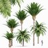 Canary Island Date Palm Phoenix Canariensis - Thumbnail 3