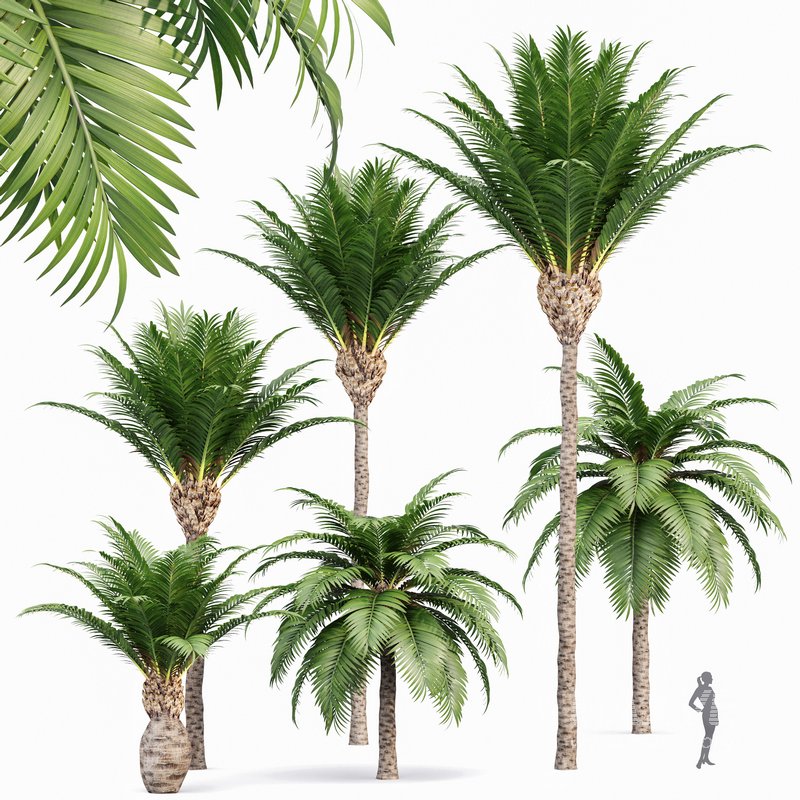 Canary Island Date Palm Phoenix Canariensis - Image 3