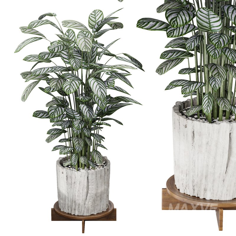 Calathea Oppenheimiana – Pflanzen Karl House Plant - Image 1