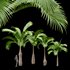 Bottle Palm Tree Hyophorbe lagenicaulis Tall - Thumbnail 1