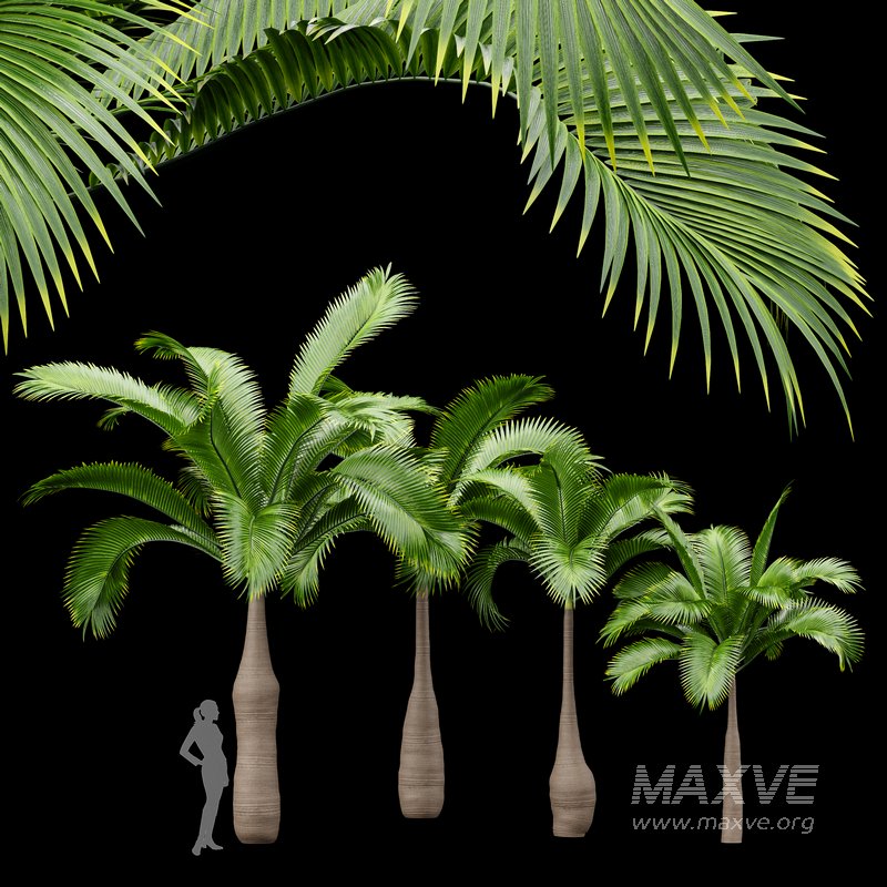 Bottle Palm Tree Hyophorbe lagenicaulis Tall - Image 1