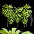 Broad Leaved Palm Lily Cordyline Petiolaris - Thumbnail 1