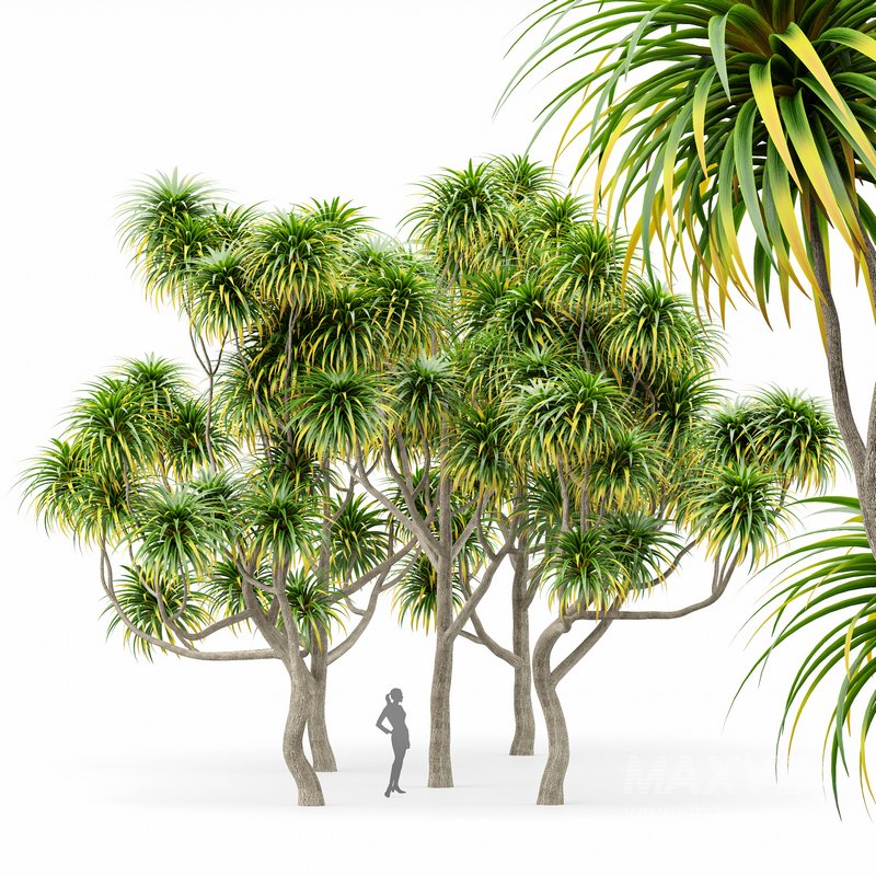 Cabbage Palm Tangihua Northland - Image 1