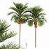 Christmas Palm Manila Palm Adonidia Veitchia Merrillii - Thumbnail 1