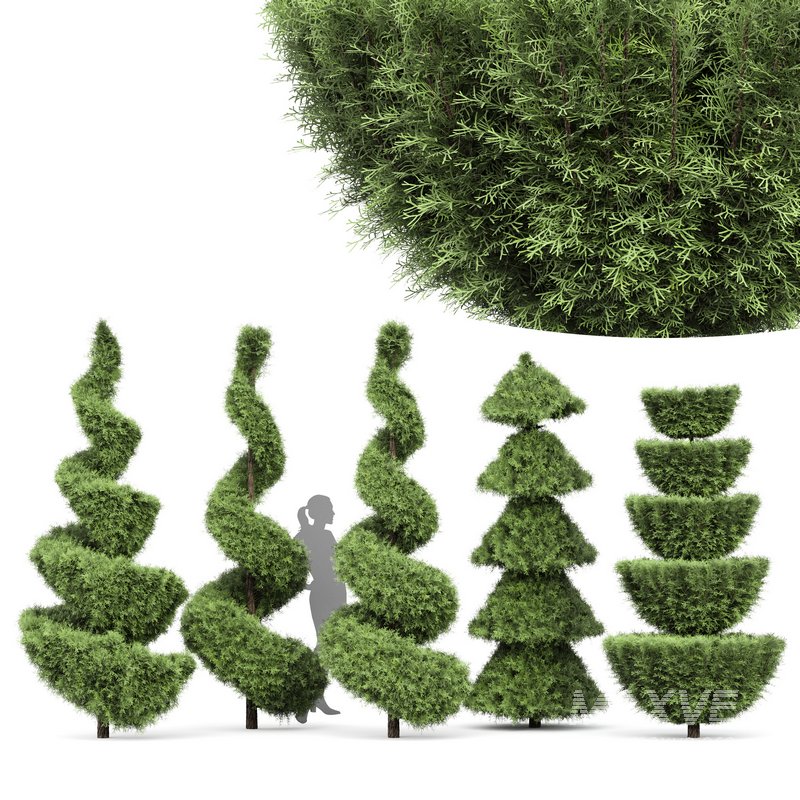 Beloved Italian Cypress trees ideas - Image 1