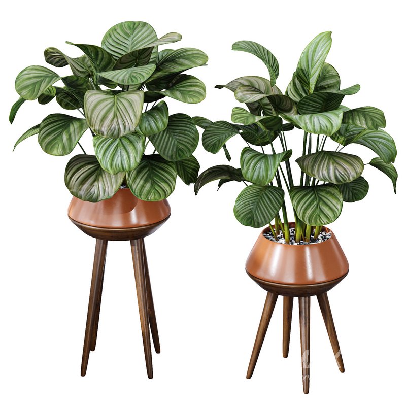 Calathea Orbifolia House Plant - Image 2