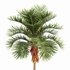 Christmas Palm Manila Palm Adonidia Veitchia Merrillii - Thumbnail 2