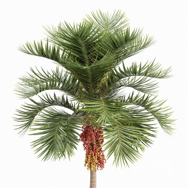 Christmas Palm Manila Palm Adonidia Veitchia Merrillii - Image 2