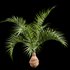 Bottle Palm Tree Hyophorbe lagenicaulis - Thumbnail 2