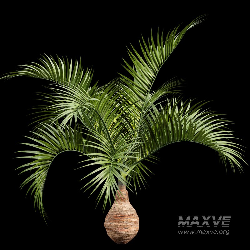 Bottle Palm Tree Hyophorbe lagenicaulis - Image 2