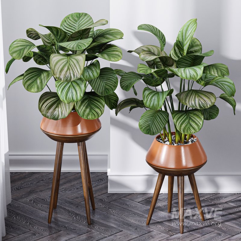 Calathea Orbifolia House Plant - Image 1