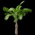 Bottle Palm Tree Hyophorbe lagenicaulis Tall - Thumbnail 2