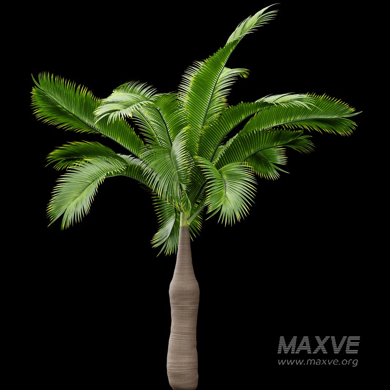 Bottle Palm Tree Hyophorbe lagenicaulis Tall - Image 2