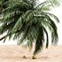 coconut palm – 4 tree on beach - Thumbnail 4