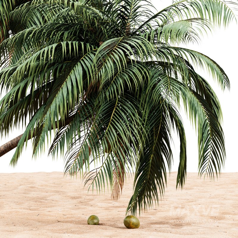 coconut palm – 4 tree on beach - Image 4