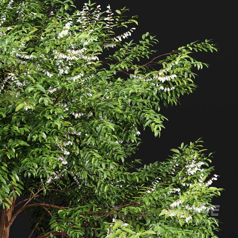 Black Locust Blossom Tree - Image 2