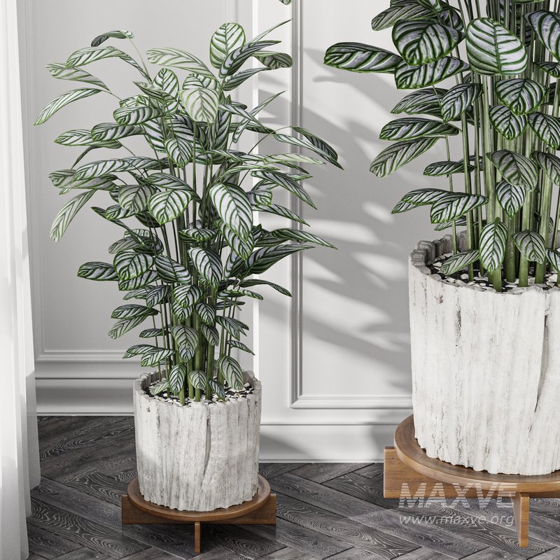 Calathea Oppenheimiana – Pflanzen Karl House Plant - Image 4