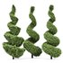 Beloved Italian Cypress trees ideas - Thumbnail 2
