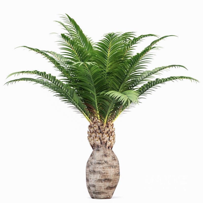 Canary Island Date Palm Phoenix Canariensis - Image 2