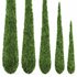 Caragh Nurseries Cupressus sempervirens pyramidalis Italian Cypress Pencil Cypress - Thumbnail 3