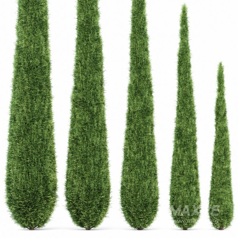 Caragh Nurseries Cupressus sempervirens pyramidalis Italian Cypress Pencil Cypress - Image 3