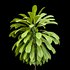 Broad Leaved Palm Lily Cordyline Petiolaris - Thumbnail 3
