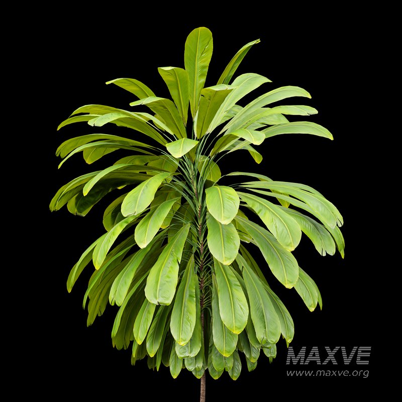 Broad Leaved Palm Lily Cordyline Petiolaris - Image 3