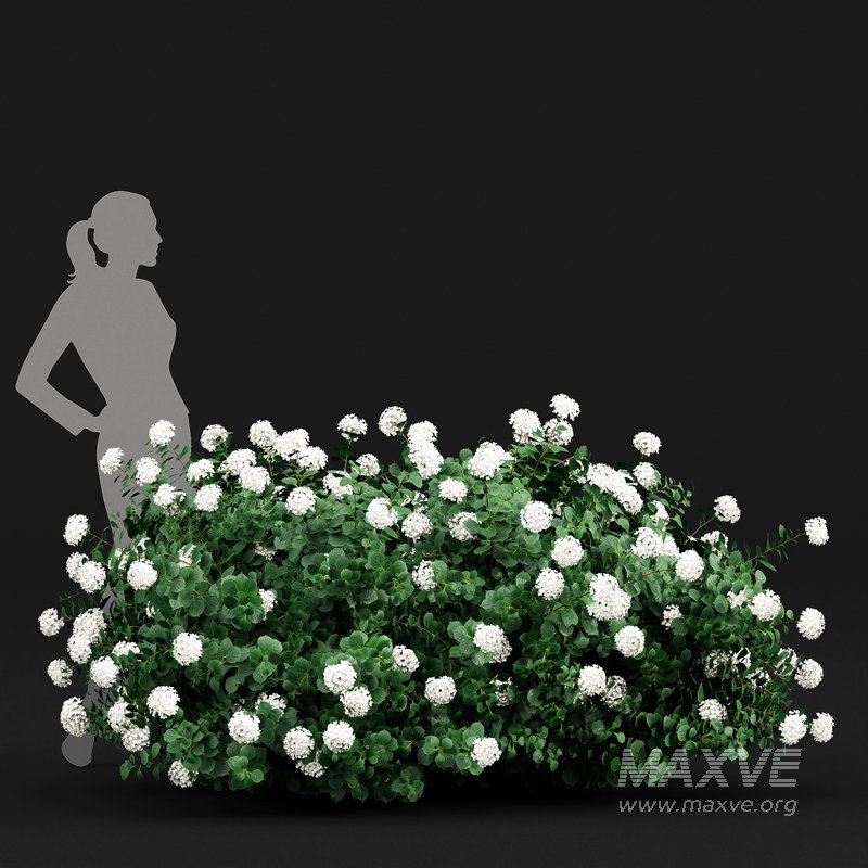 Bigleaf Hydrangeas flower Garden Gate - Image 2