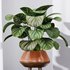 Calathea Orbifolia House Plant - Thumbnail 3