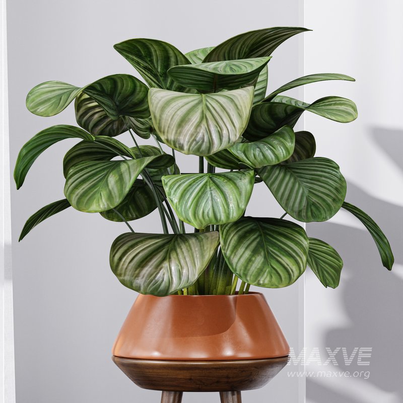Calathea Orbifolia House Plant - Image 3