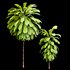 Broad Leaved Palm Lily Cordyline Petiolaris - Thumbnail 2