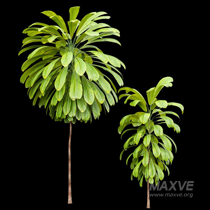 Broad Leaved Palm Lily Cordyline Petiolaris - Image 2