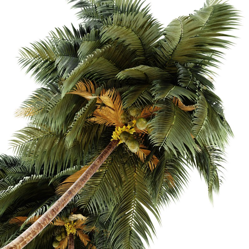 coconut palm – 4 tree on beach - Image 3