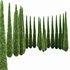 Caragh Nurseries Cupressus sempervirens pyramidalis Italian Cypress Pencil Cypress - Thumbnail 4