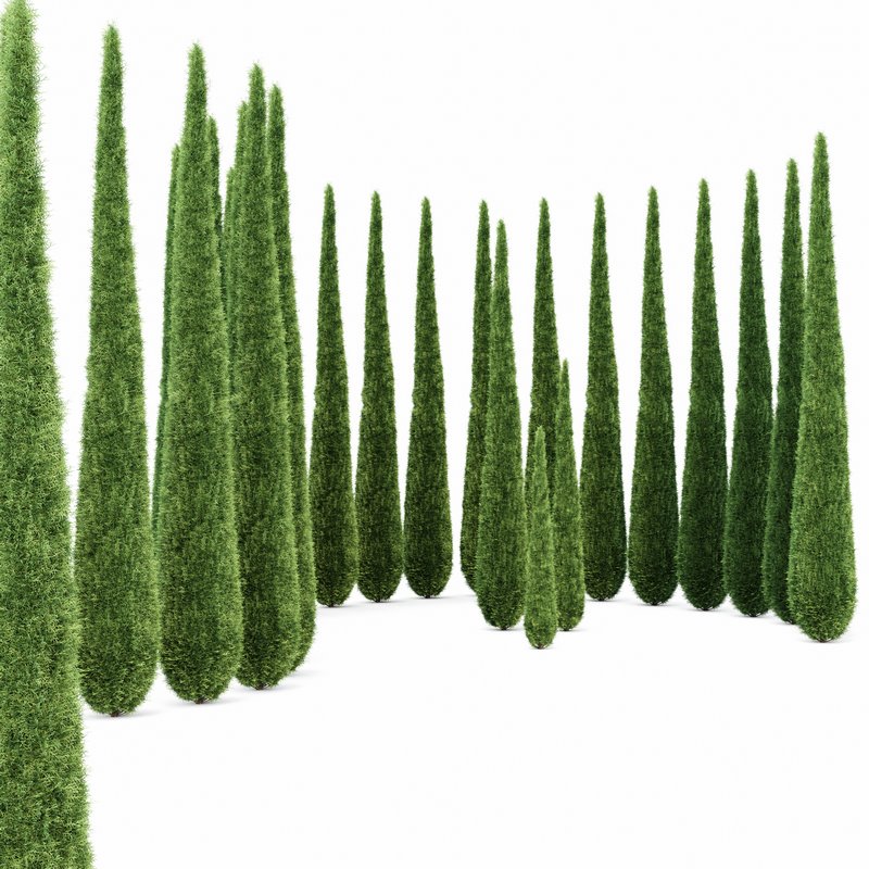 Caragh Nurseries Cupressus sempervirens pyramidalis Italian Cypress Pencil Cypress - Image 4