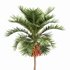 Christmas Palm Manila Palm Adonidia Veitchia Merrillii - Thumbnail 3