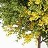 Canadian Poplar Tree - Thumbnail 4