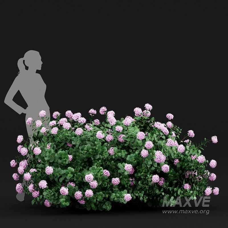 Bigleaf Hydrangeas flower Garden Gate - Image 3