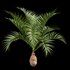 Bottle Palm Tree Hyophorbe lagenicaulis - Thumbnail 3
