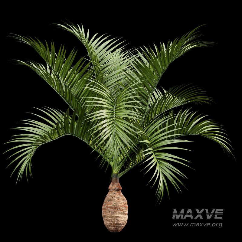 Bottle Palm Tree Hyophorbe lagenicaulis - Image 3