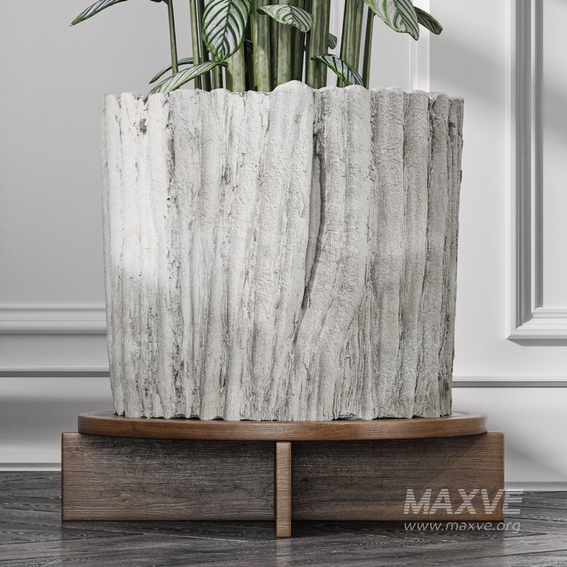 Calathea Oppenheimiana – Pflanzen Karl House Plant - Image 3