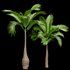 Bottle Palm Tree Hyophorbe lagenicaulis Tall - Thumbnail 3