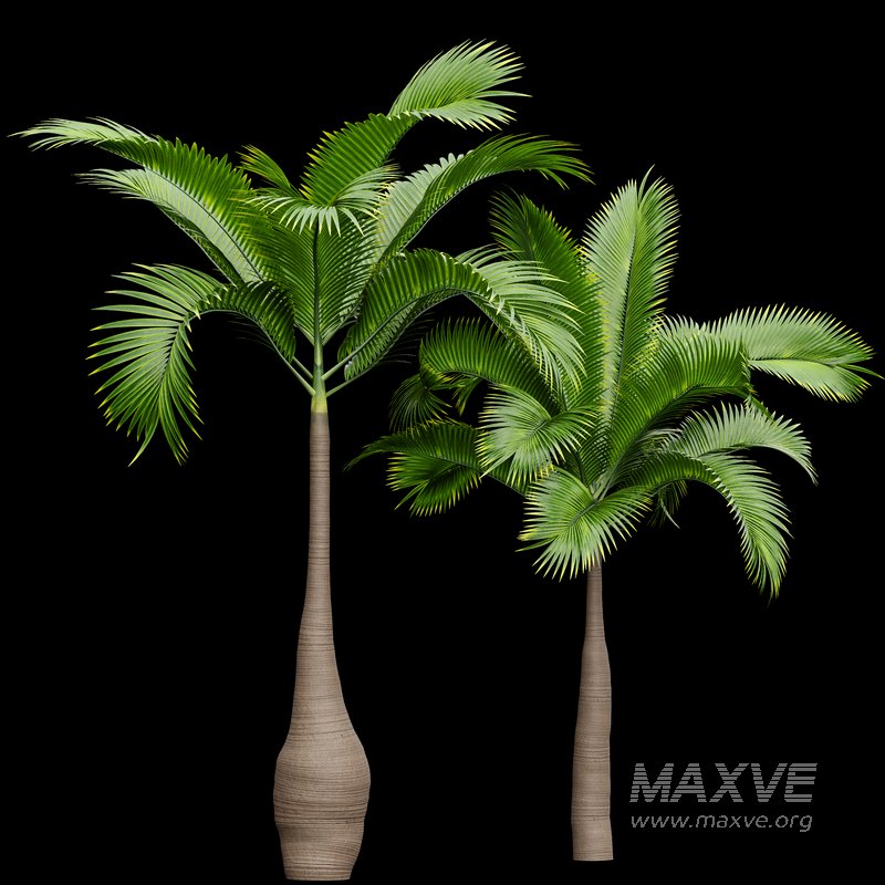 Bottle Palm Tree Hyophorbe lagenicaulis Tall - Image 3
