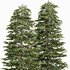 Black Spruce Picea Mariana Pine - Thumbnail 2
